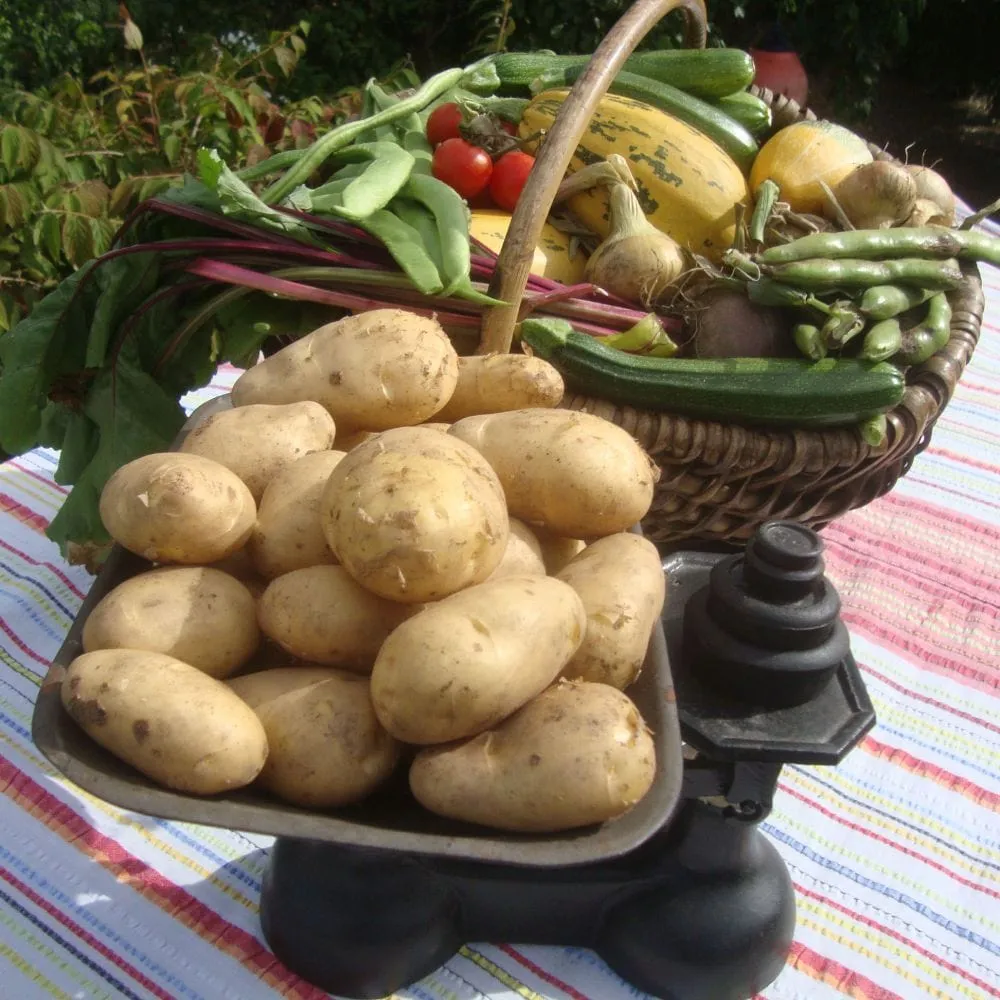 'Arran Pilot' First Early Seed Potatoes