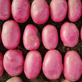 'Caledonian Rose' Maincrop Seed Potatoes