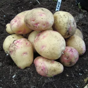 'Cara' Maincrop Seed Potatoes