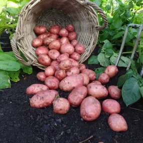 'Desiree' Maincrop Seed Potatoes