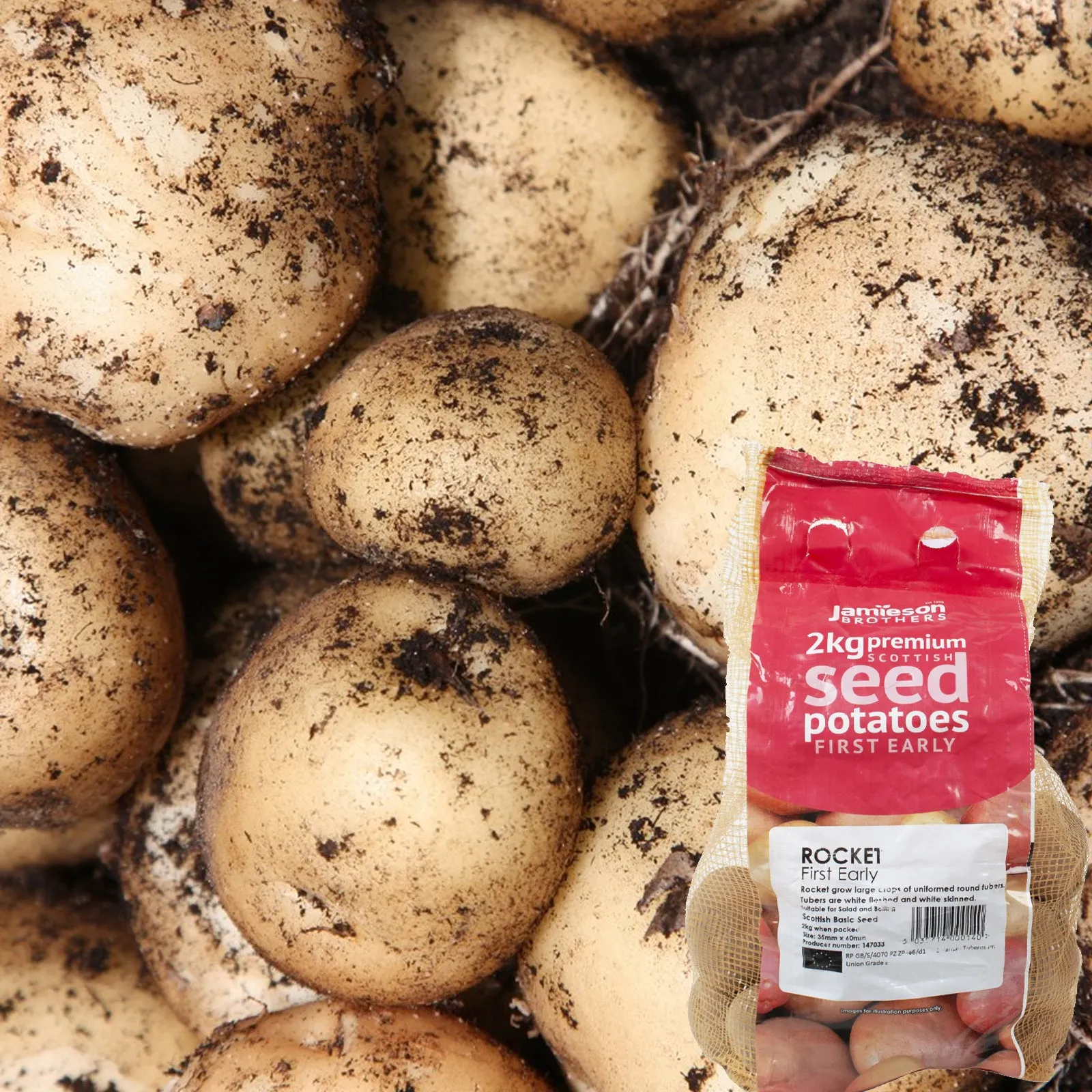 JBA Seed Potatoes First Early 2kg