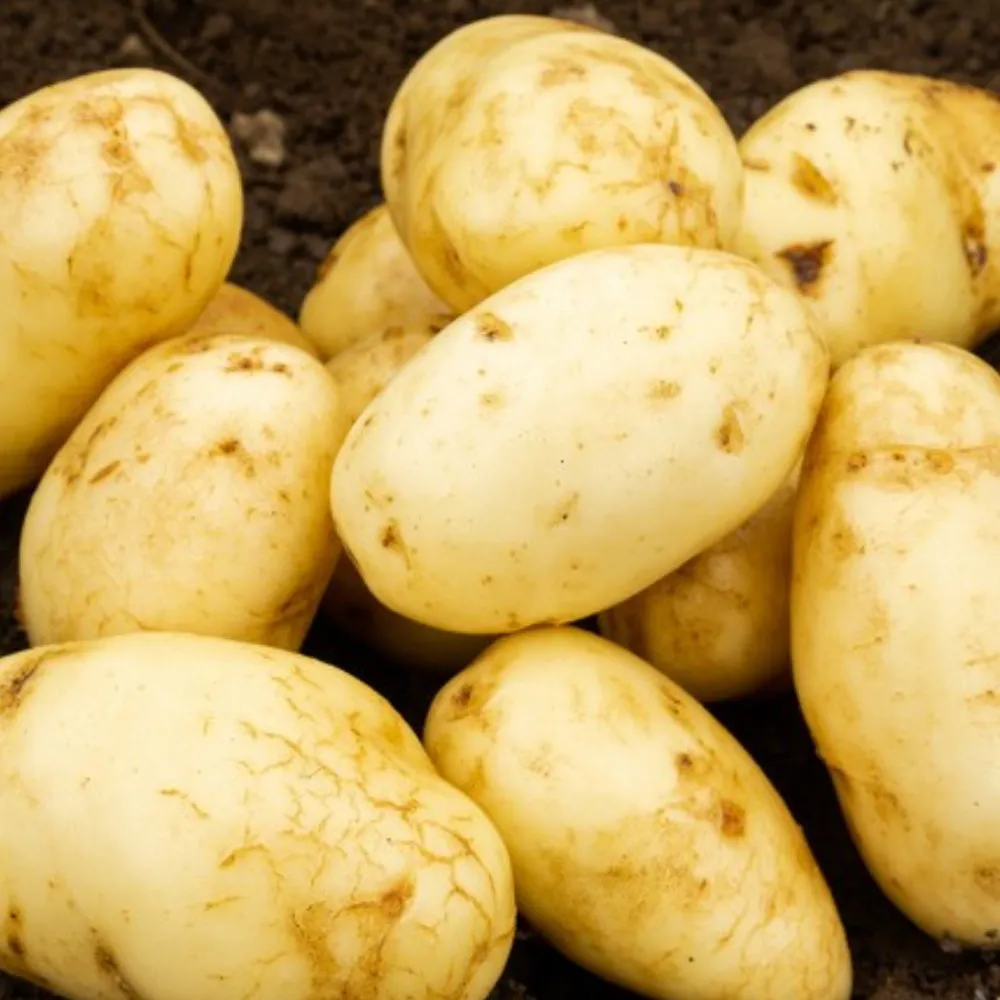 JBA Seed Potatoes First Early 2kg