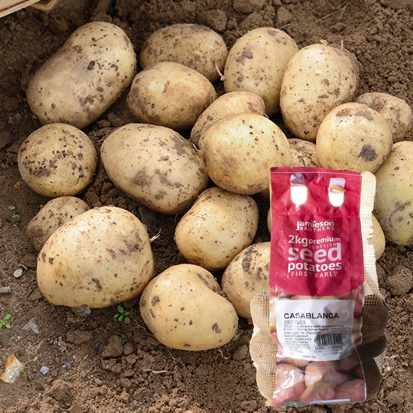 JBA Seed Potatoes First Early 2kg