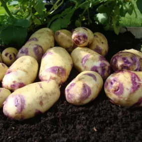 'Kestrel' Second Early Seed Potatoes