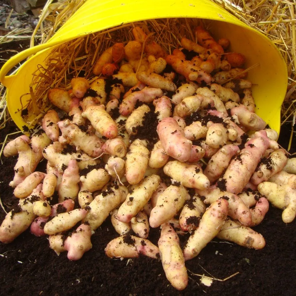 'Pink Fir Apple' Maincrop Salad Seed Potatoes