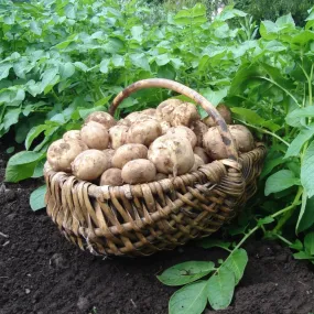 'Rocket' First Early Patio Seed Potatoes