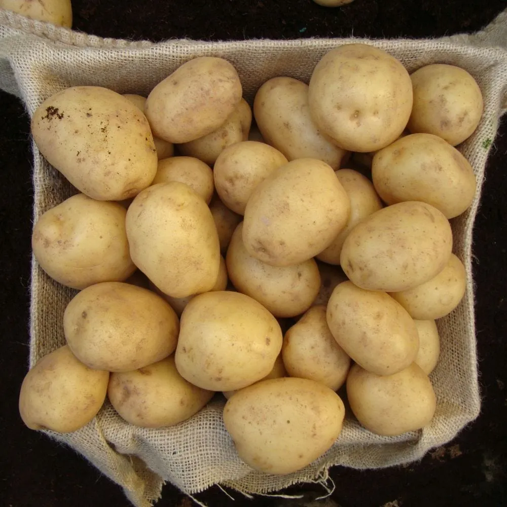 Seed Potato Starter Pack | Ideal for Beginners | Growers' Choice