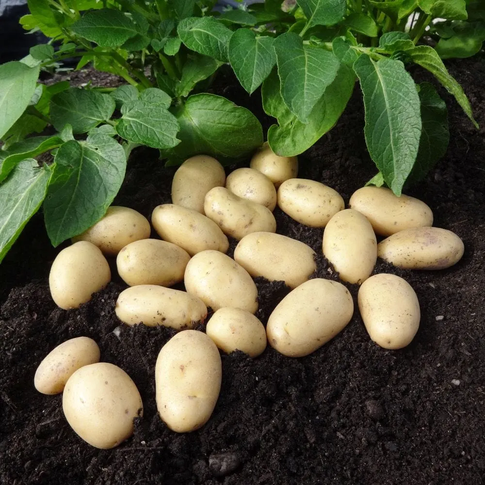 Seed Potato Starter Pack | Ideal for Beginners | Growers' Choice