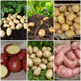 Seed Potato Starter Pack | Ideal for Beginners | Growers' Choice