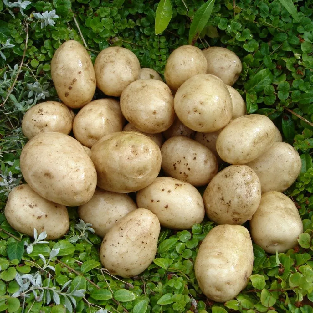 Seed Potato Starter Pack | Ideal for Beginners | Growers' Choice